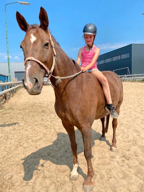 Wie  wil rijden en lessen op dit lief paardje ook kinderen, Diensten en Vakmensen, Dieren | Paarden | Verzorging, Oppas en Les