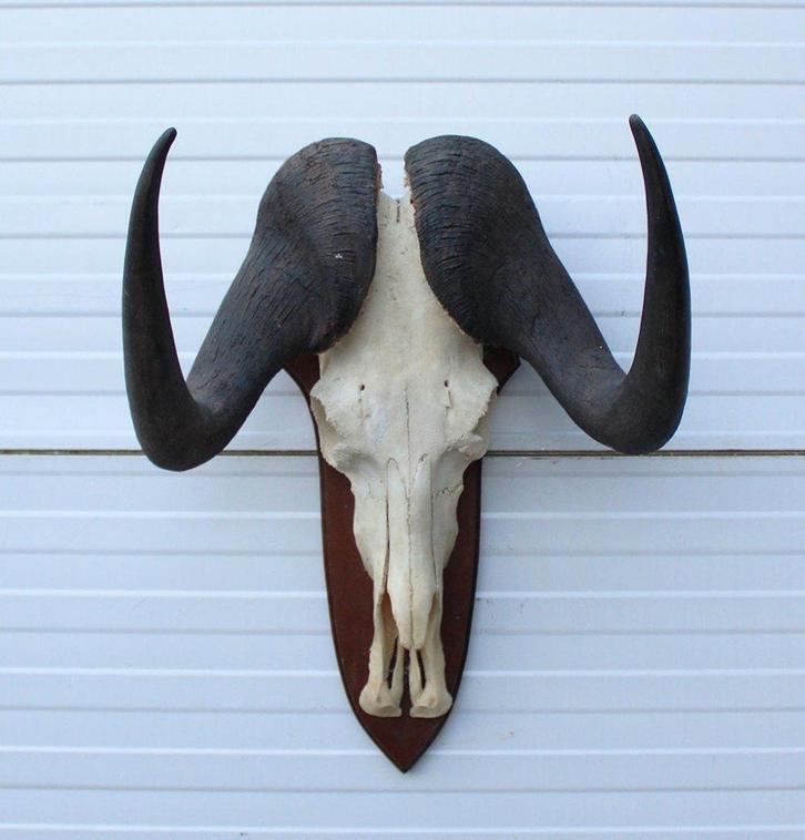 Schedel WITSTAART GNU / WILDEBEEST op schild (# A), Verzamelen, Dierenverzamelingen, Gebruikt, Schedel, Wild dier, Ophalen of Verzenden