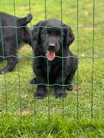 Golden retriever kruising, Dieren en Toebehoren, Golden retriever, 8 tot 15 weken, Meerdere, Meerdere dieren