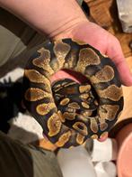 Ball python koningspython sugar ball, Slang, 3 tot 6 jaar