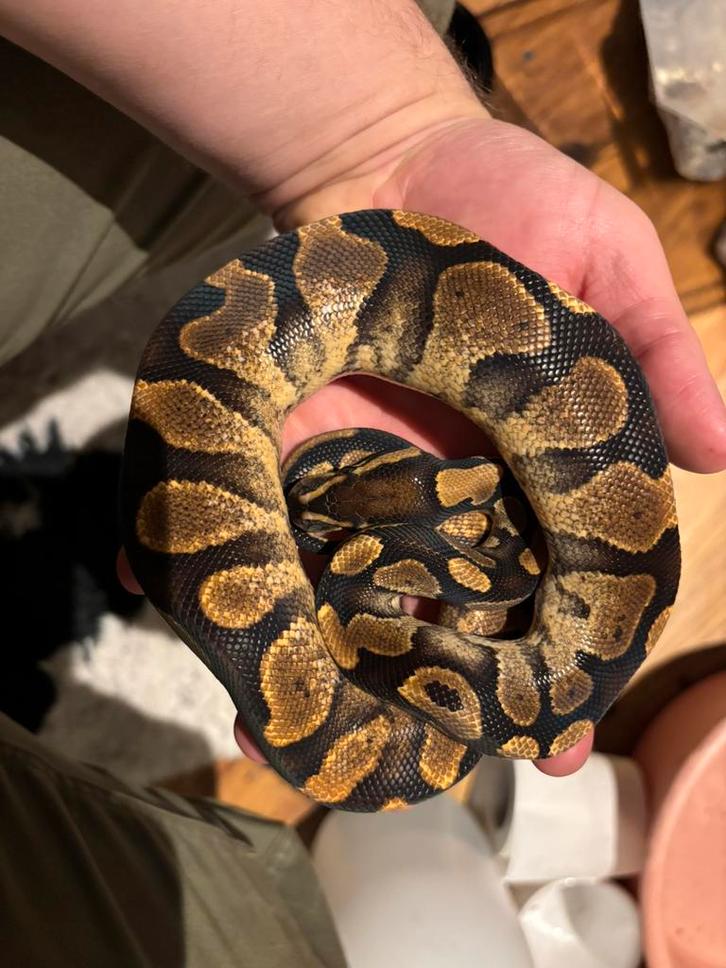 Ball python koningspython sugar ball, Dieren en Toebehoren, Reptielen en Amfibieën, Slang, 3 tot 6 jaar