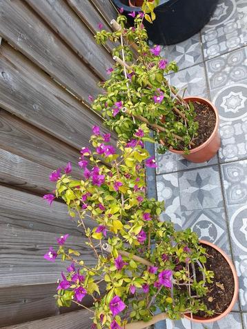 Bougainvillea