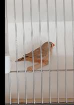 Koppels zebravinken, Dieren en Toebehoren, Vogels | Overige Vogels, Meerdere dieren, Tropenvogel, Geringd
