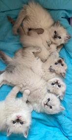 Ragdoll x Siberische kittens, Dieren en Toebehoren, Katten en Kittens | Raskatten | Langhaar, Ontwormd, Meerdere dieren, 0 tot 2 jaar