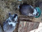 Konijnen, Dieren en Toebehoren, Konijnen, Vrouwelijk, Middelgroot, 3 tot 5 jaar