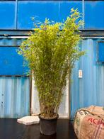 Bamboe, Tuin en Terras, Planten | Bomen, Ophalen, Bloeit niet, Overige soorten, Minder dan 100 cm