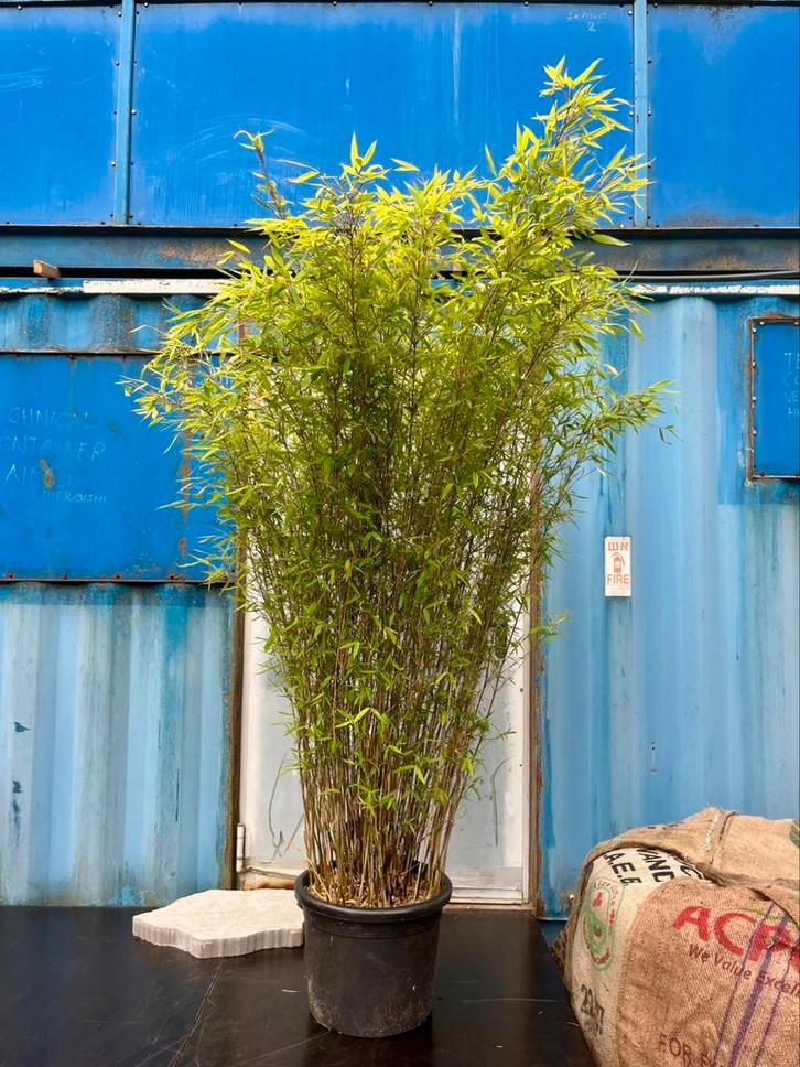 Bamboe, Tuin en Terras, Planten | Bomen, Overige soorten, Minder dan 100 cm, Bloeit niet, Ophalen