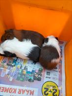 3 Cavia Beertjes, Dieren en Toebehoren, September, Mannelijk, Cavia