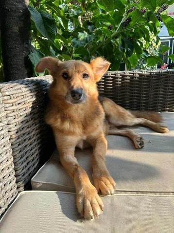OLLIE GEZELLIGE SPEELSE REU, ZOEKT WANDELMAATJE, IS IN NL beschikbaar voor biedingen