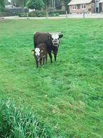 Mini koe Danomey xHereford met stierkalfje, Meerdere dieren