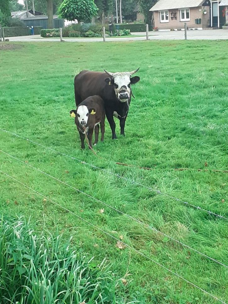 Mini koe Danomey xHereford met stierkalfje, Dieren en Toebehoren, Runderen, Meerdere dieren