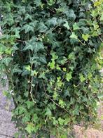 Klimop, Hedera 'Normandy Carpet' ook mooi als bodembedekker, Ophalen, Vaste plant, Halfschaduw, Klimplanten