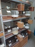 Kweekkooi vogelkooi, Dieren en Toebehoren, Ophalen of Verzenden, Zo goed als nieuw, Broedkooi of Kweekkooi