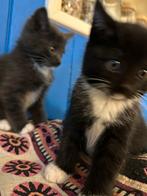 Maicoon/Ragdoll kittens, Dieren en Toebehoren, Katten en Kittens | Raskatten | Korthaar, Geslacht onbekend, 0 tot 2 jaar