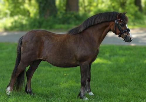 Top kinderpony 20jaar brede welsh 1.22m ruin, Dieren en Toebehoren, Pony's, Ruin, Recreatiepony