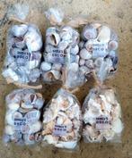 Schelpen Decoratie - ook mooi als decoratie met Kerstmis, Huis en Inrichting, Ophalen of Verzenden, Nieuw