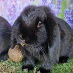 Koppeltje hangoorkonijntjes te koop, Dieren en Toebehoren, Konijnen, Meerdere dieren, Klein, Hangoor, 0 tot 2 jaar