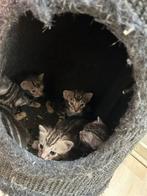 BENGAAL MARBLE KITTENS GEBOREN, Dieren en Toebehoren, Katten en Kittens | Raskatten | Korthaar, Meerdere dieren, Ontwormd, 0 tot 2 jaar