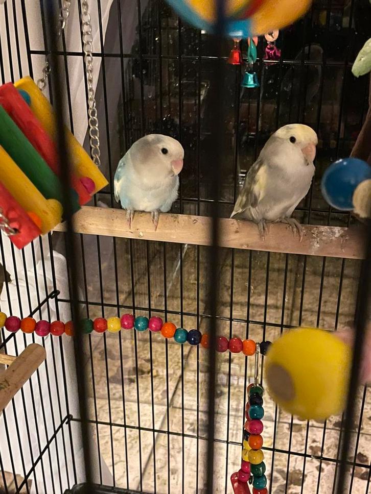 2 mooie agaponis dwerg papegaai., Dieren en Toebehoren, Vogels | Parkieten en Papegaaien, Papegaai, Mannelijk