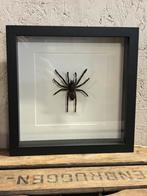 Mooie lijst met een opgezette vogelspin, Ophalen of Verzenden, Nieuw, Insect, Opgezet dier