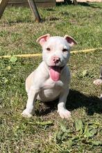 Knappe Amerikaanse stafford pups reutjes, Rabiës (hondsdolheid), 8 tot 15 weken, American Staffordshire Terriër, Meerdere