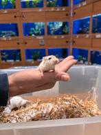 Te koop leuke jonge Chinese dwerghamsters, Dieren en Toebehoren, Knaagdieren, Hamster, Meerdere dieren, Tam, Oktober
