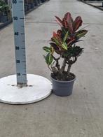 Codiaeum var. mrs. Iceton vers van de kwekerij, Ophalen of Verzenden, Overige soorten, Minder dan 100 cm