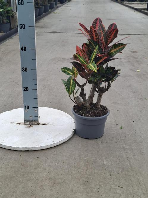 Codiaeum var. mrs. Iceton vers van de kwekerij, Huis en Inrichting, Kamerplanten, Overige soorten, Minder dan 100 cm, Ophalen of Verzenden