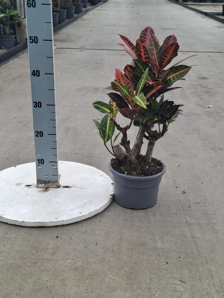 Codiaeum var. mrs. Iceton vers van de kwekerij, Huis en Inrichting, Kamerplanten, Overige soorten, Minder dan 100 cm, Ophalen of Verzenden