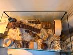 Glazen hamsterkooi, ferplast jerry 80, Ophalen, 75 tot 110 cm, Kooi, Minder dan 60 cm