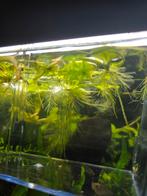 Baby platys te koop, ook volwassen vissen., Vis, Zoetwatervis, Schoolvis
