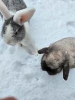 Muchi en Tofu en super leuk koppel konijnen!