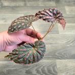 Begonia Negroensis x Chlorosticta (GEWORTELD), Ophalen, Zo goed als nieuw, Overige materialen