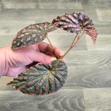 Begonia Negroensis x Chlorosticta (GEWORTELD)  beschikbaar voor biedingen