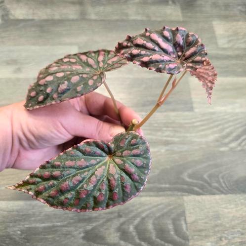 Begonia Negroensis x Chlorosticta (GEWORTELD), Sieraden, Tassen en Uiterlijk, Broches, Zo goed als nieuw, Overige materialen, Ophalen