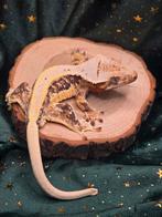 Lilly white man, Dieren en Toebehoren, Reptielen en Amfibieën, Hagedis, 0 tot 2 jaar