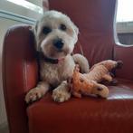 Gastgezin gezocht voor labradoodle, Rabiës (hondsdolheid), 15 weken tot 1 jaar, Eén hond, Nederland