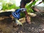 Purple dragon mosaic guppen, Dieren en Toebehoren, Vissen | Aquariumvissen, Vis, Zoetwatervis