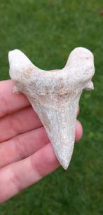 Grote Otodus Sokolovi haaientand fossiel voorouder Megalodon, Ophalen of Verzenden, Fossiel