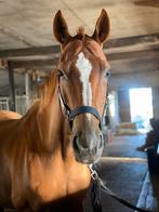 Lieve knappe oldenburg merrie, Dieren en Toebehoren, Merrie, Gechipt, Dressuurpaard, L