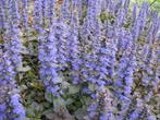 Zenegroen bodembedekker  Ajuga in 3 soorten blauwe bloem, Tuin en Terras, Ophalen of Verzenden, Vaste plant, Bodembedekkers