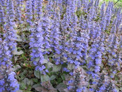 Zenegroen bodembedekker  Ajuga in 3 soorten blauwe bloem, Tuin en Terras, Planten | Tuinplanten, Vaste plant, Bodembedekkers, Ophalen of Verzenden
