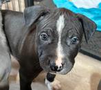 Bully XL/Pocket Bully pups., Overige rassen, 8 tot 15 weken, Meerdere, Meerdere dieren