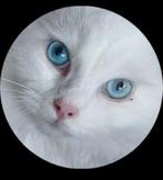 Lief white solid ragdoll kitten katertje, Kater