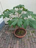 Bonsai Esdoorn, Tuin en Terras, Planten | Bomen, Ophalen, Bloeit niet, Halfschaduw, Overige soorten