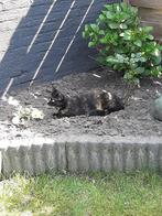 Twee lieve huis katten, Dieren en Toebehoren, Katten en Kittens | Overige Katten