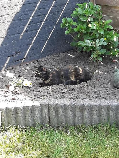 Twee lieve huis katten, Dieren en Toebehoren, Katten en Kittens | Overige Katten