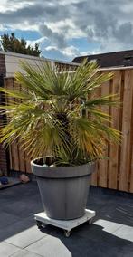 Mooie Palmboom in Pot, Ophalen, Palm, Halfschaduw, In pot