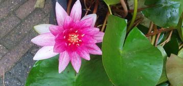Waterlelie wit + roze stekken kluiten los of in mand va 5,- beschikbaar voor biedingen