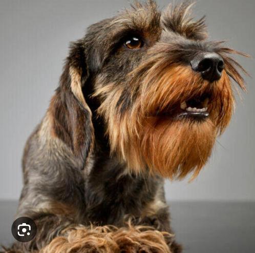 Gezocht examen modellen voor opleiding hondentrimster, Dieren en Toebehoren, Honden-accessoires, Nieuw, Ophalen of Verzenden